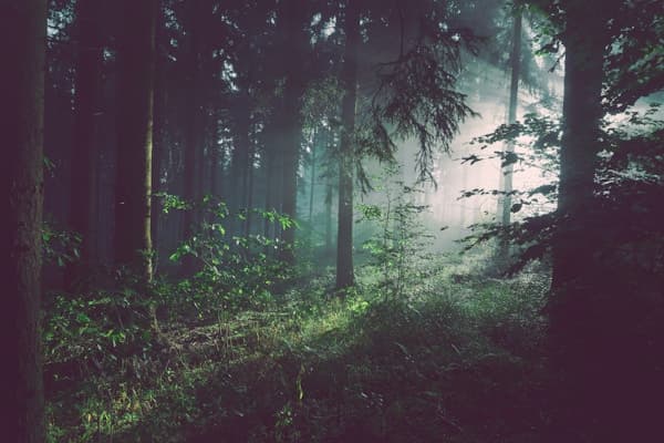 Mountain forest
