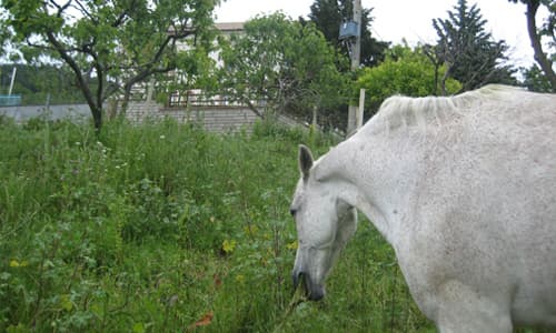 Masseria Avellaneta – Monti Dauni