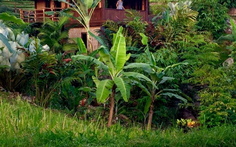 Little Padi Treehouse Bungalow